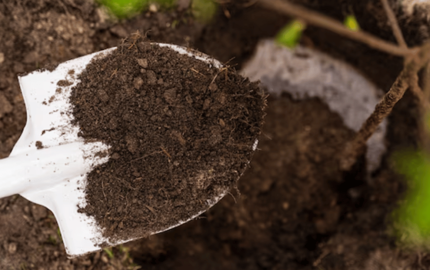 Is Cow Manure Humus? Understanding the Role of Cow Manure in Soil Health